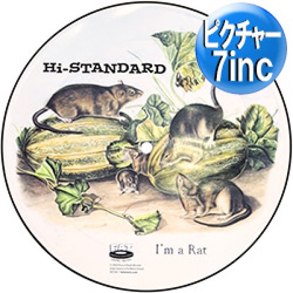 画像1: Hi-STANDARD / I'M A RAT (7インチ) [■限定■お宝直行！ハイスタ新曲がピクチャー7"で！追悼・恒岡章！] (1)